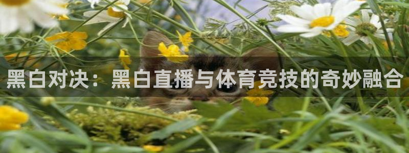 山猫体育在线免费直播：黑白对决：黑白直播与体育竞技的奇妙融合