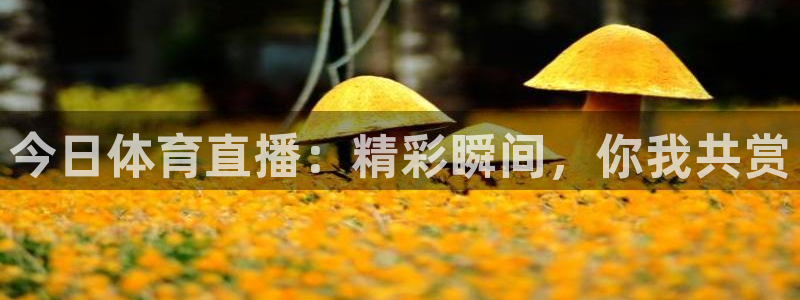 山猫tv篮球直播：今日体育直播：精彩瞬间，你我共赏
